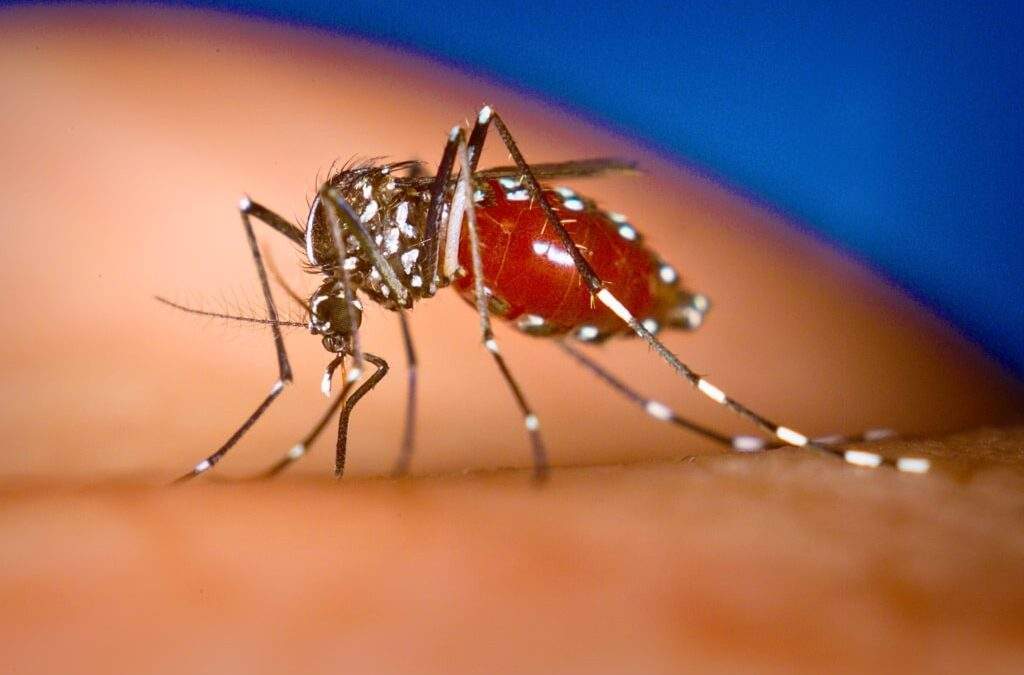 How to Survive Deadly Mosquitoes