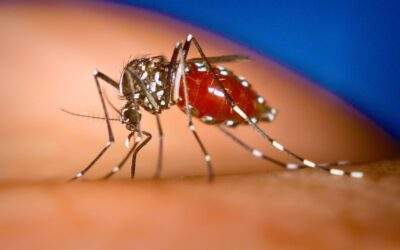 How to Survive Deadly Mosquitoes