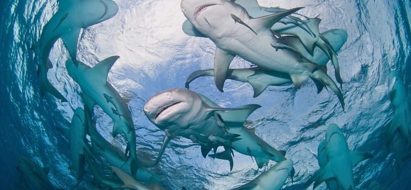 Schooling sharks may turn into a feeding frenzy.