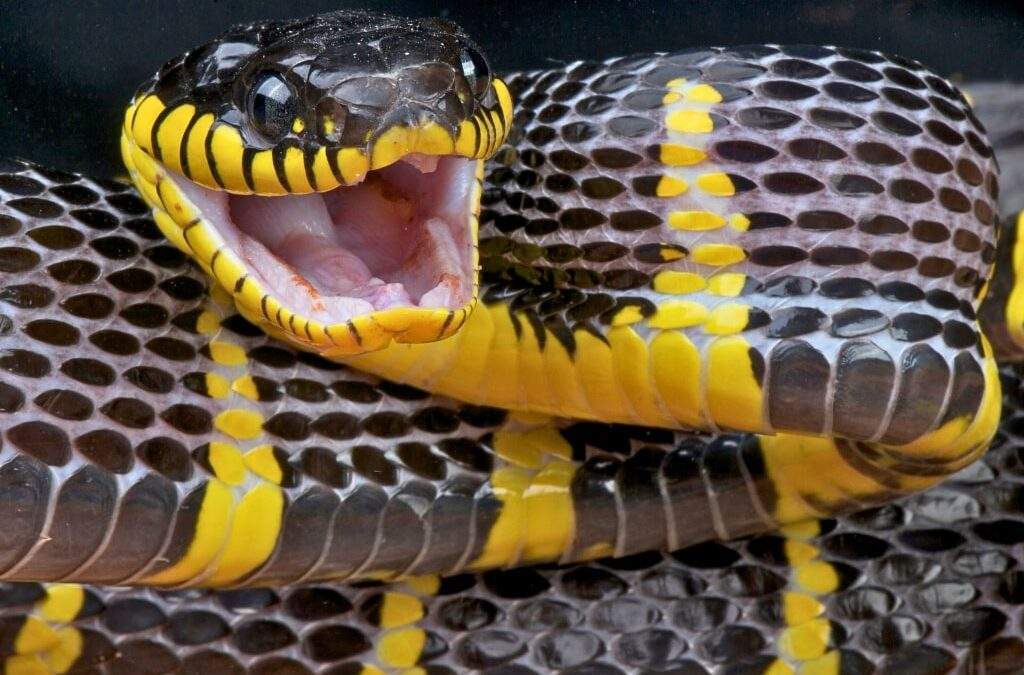 How to Survive a Snakebite