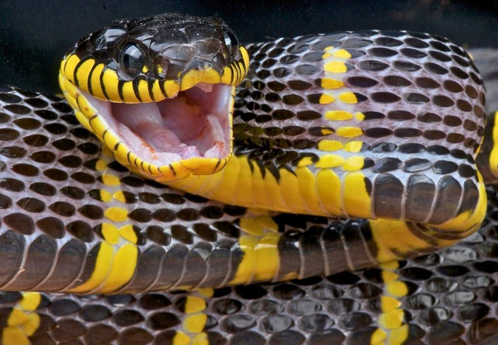 A large snake coiled up and ready to attack.