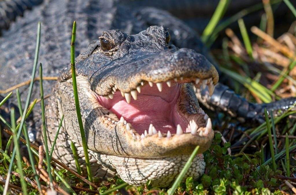 How to Survive an Alligator Attack