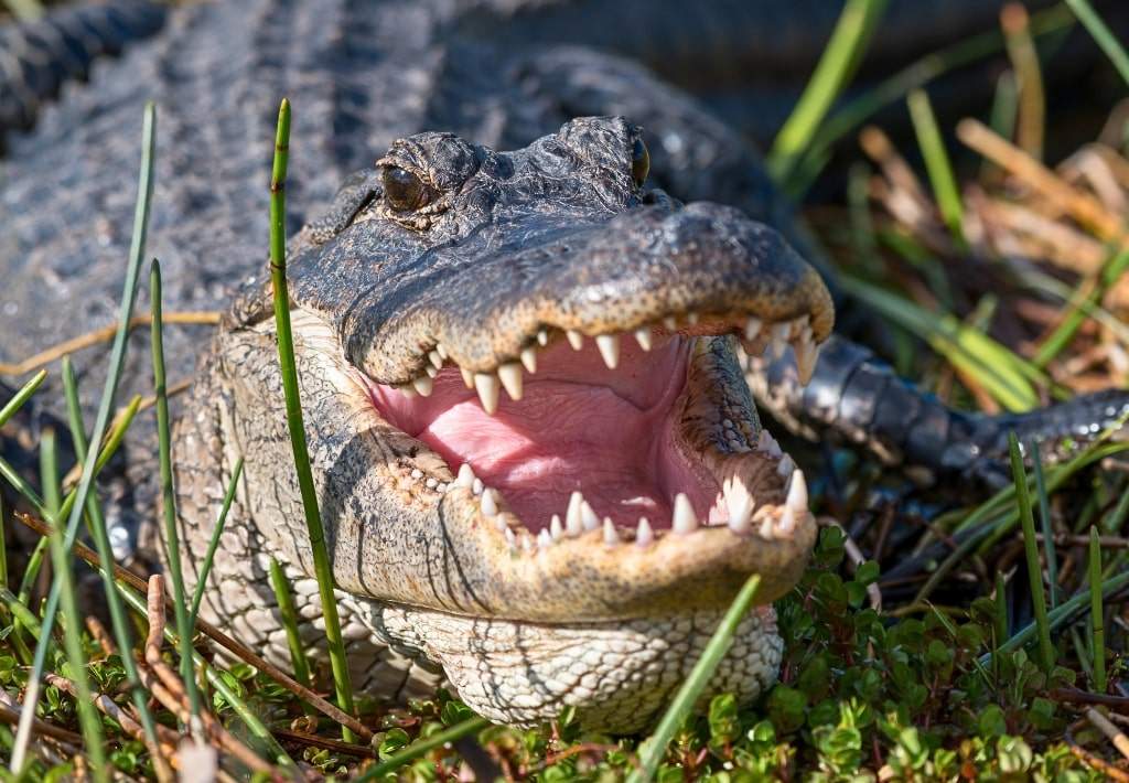 An alligator laying in the grass waiting to attack.