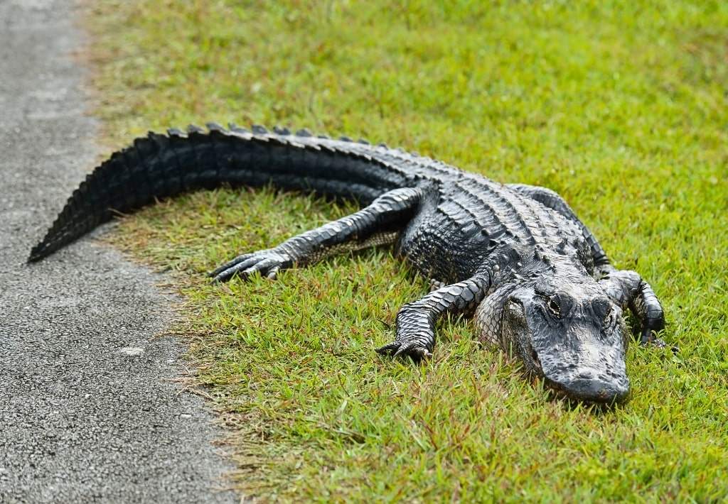 Alligator sun bathing by the side of the road.