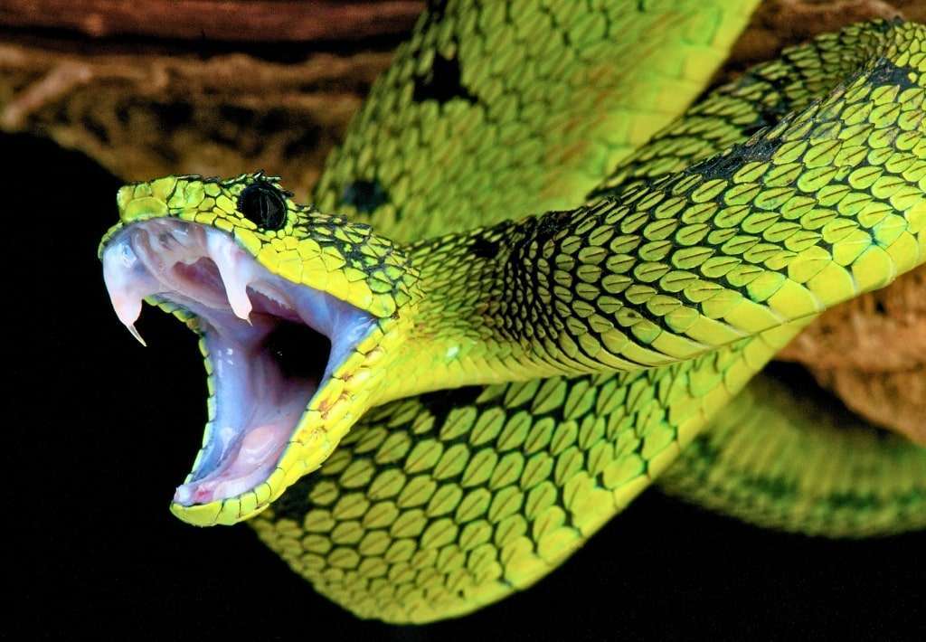 How to survive a snake bite.