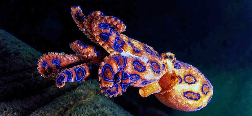 A Blue Ringed Octopus is a deadly sea creature.