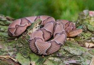 Venomous Copperhead snake