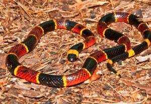 Coral Snakes have brightly colored bands of red, yellow, and black.