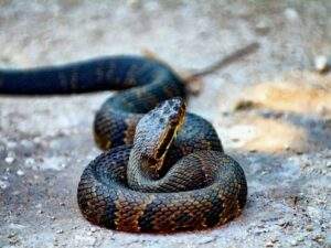 The Cottonmouth/Water Moccasin snake is very venomous.