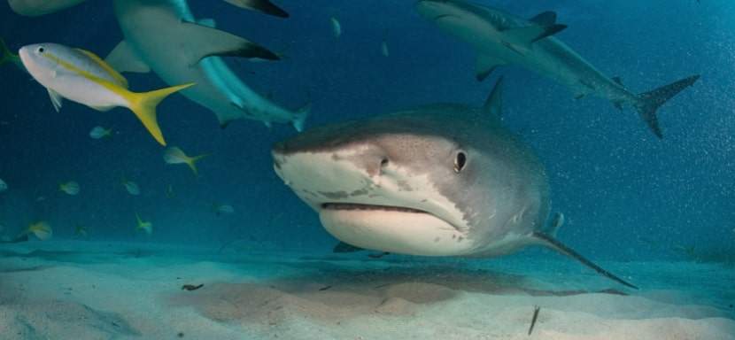 One of the deadliest sea creatures in the ocean is sharks.