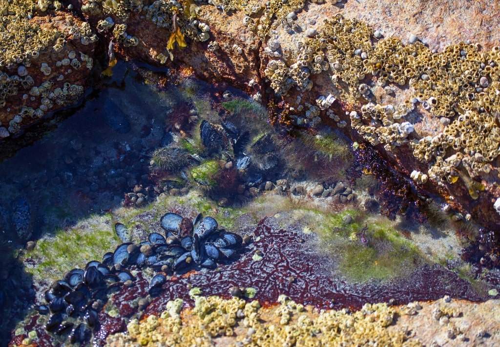 Search tide pools for food on a deserted island.