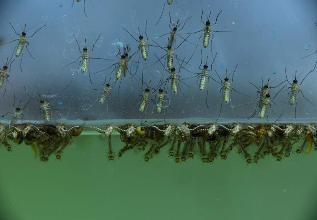 A mosquito spends the beginning of it's life in the water.