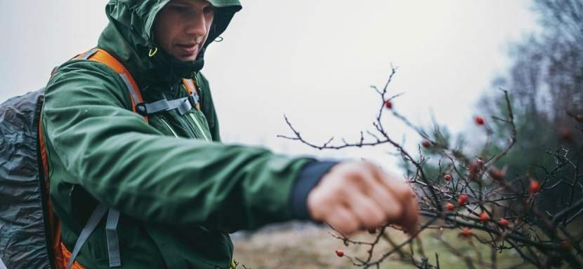 Food foraging is important to surviving on a mountain.