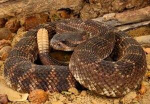 Timber Rattlesnakes are large and heavy venomous snakes and should be avoided.