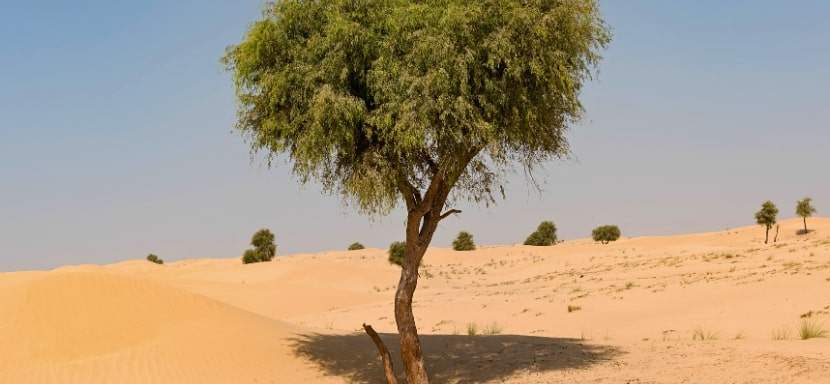 A loan tree in the desert means there is water for survival.