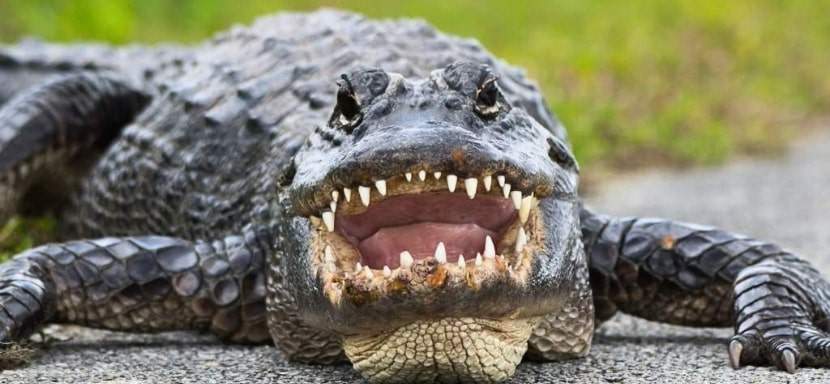 An alligator attack is one of the most tragic wild frontier disasters.