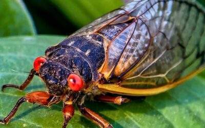How to Survive a Cicada Infestation