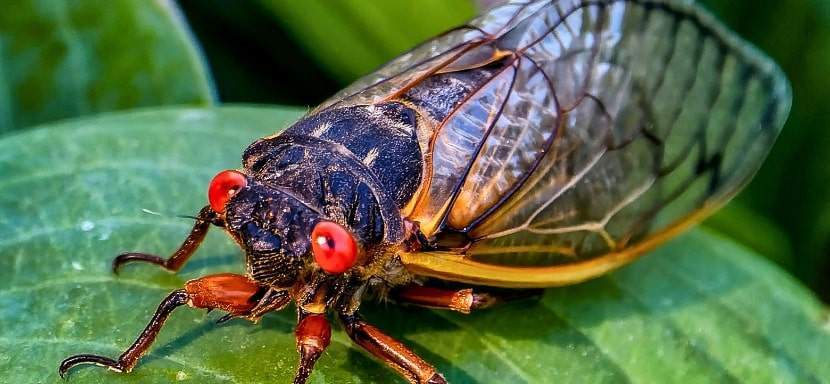 A single cicada sitting on a leaf waiting to take flight.