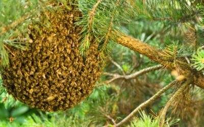 How to Survive a Bee Swarm