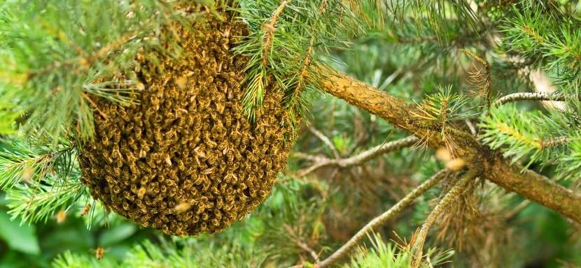 How to survive a Bee Swarm.