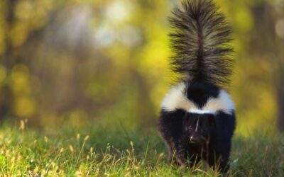 How to Survive a Skunk Spray