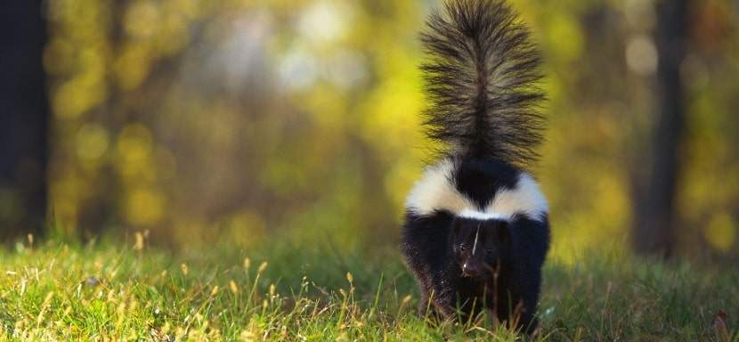 How to Survive a Skunk Spray