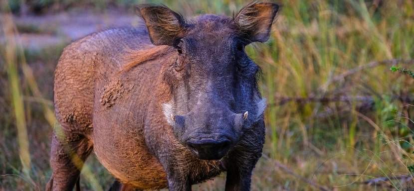 Encountering a wild boar in the wild, preparing to survive a potential attack.