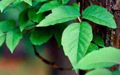 How to Identify Poisonous Plants