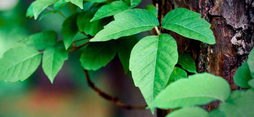 How to Identify Poisonous Plants